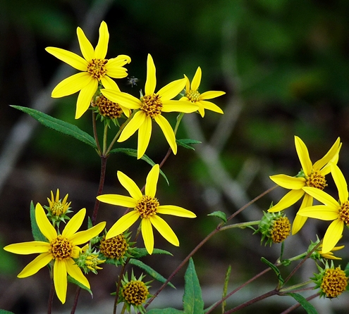 {Helianthus hirsutus}